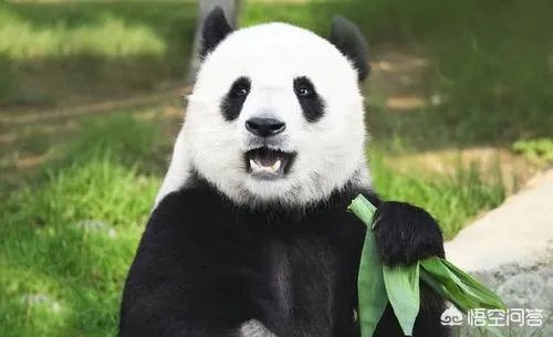 大熊猫为什么古代叫食铁兽？