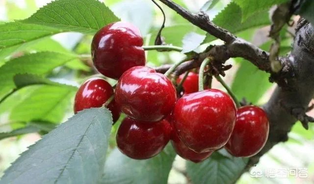 大樱桃市场零售价最贵卖到近二十元一斤，为何不发展大樱桃种植呢？