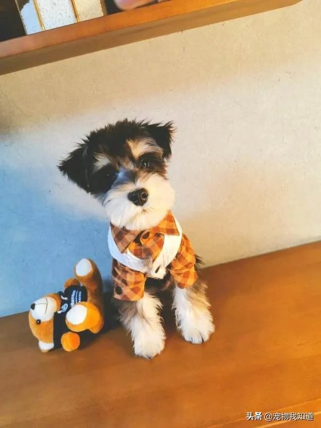 雪纳瑞犬的优缺点是什么？