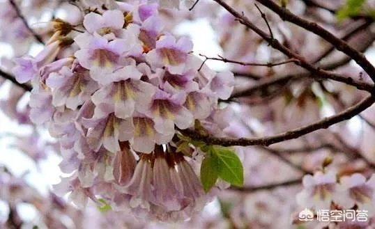 梧桐花怎么吃？