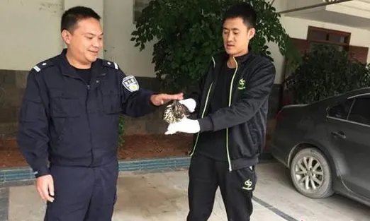 凤头鹰撞玻璃被救这到底是怎么回事？