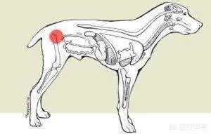 哪些犬种在原产国享有“国宝”的美誉？
