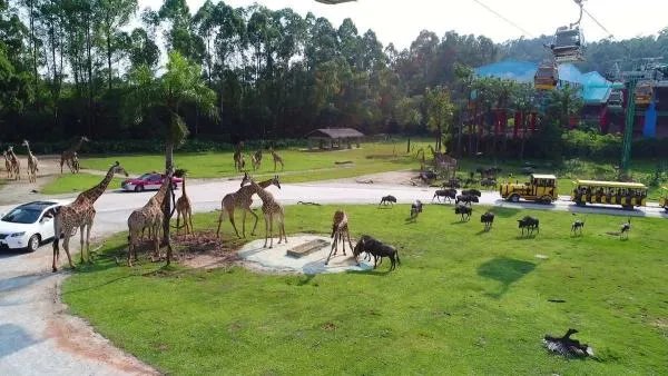 广州长隆野生动物园门票多少？