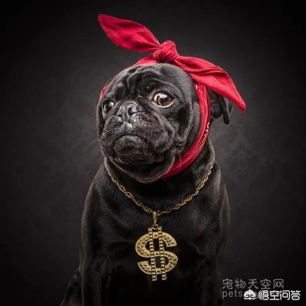 为什么养八哥犬的人那么少？