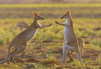 澳洲投资移民都有哪些项目？