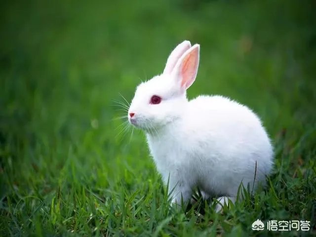 家兔养殖用什么饲料最好？