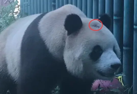 北京网红大熊猫突然“头秃” 的原因是什么？
