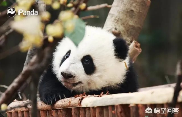 大熊猫为什么古代叫食铁兽？