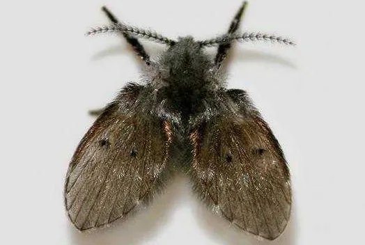 蛾蚋幼虫怎么清除？