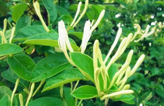 农村种什么好 种植这3种赚钱