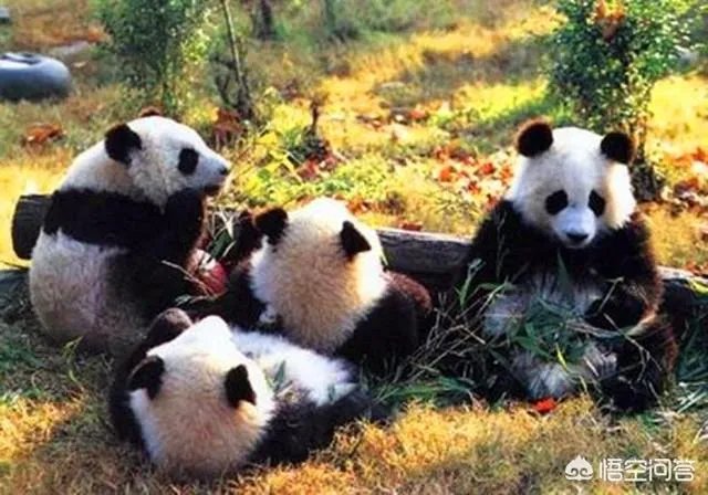 大熊猫为什么古代叫食铁兽？