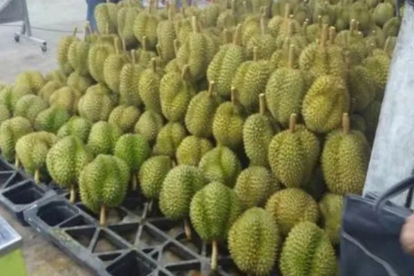 去泰国旅游，看见哪种榴莲千万别买？