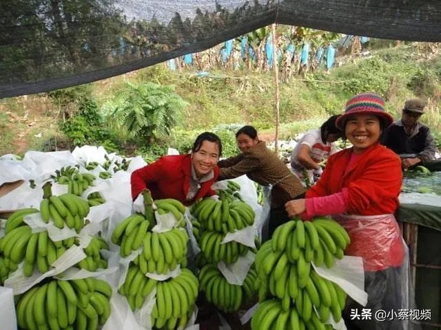 为什么今年广西香蕉价格不好？