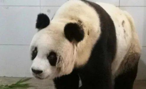 如何看待大熊猫雷雷去世的重要性呢？