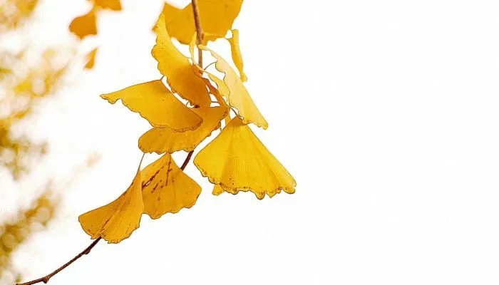 2022立秋时间几点几分