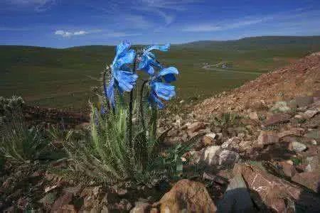 许巍的蓝莲花是什么意思呢？