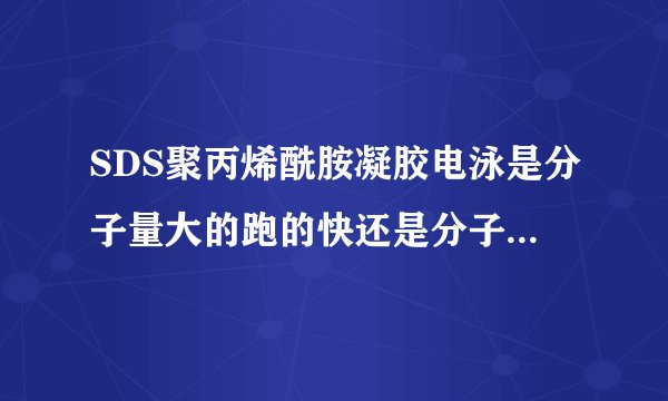 SDS聚丙烯酰胺凝胶电泳是分子量大的跑的快还是分子量小的快