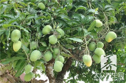 芒果什么品种最好吃