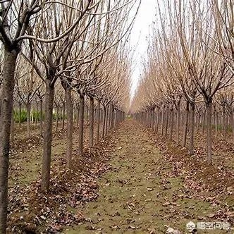 怎么在网上买到真苗木