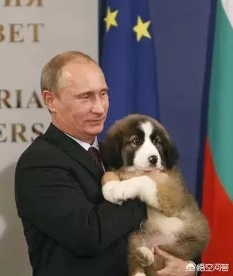 哪些犬种在原产国享有“国宝”的美誉？