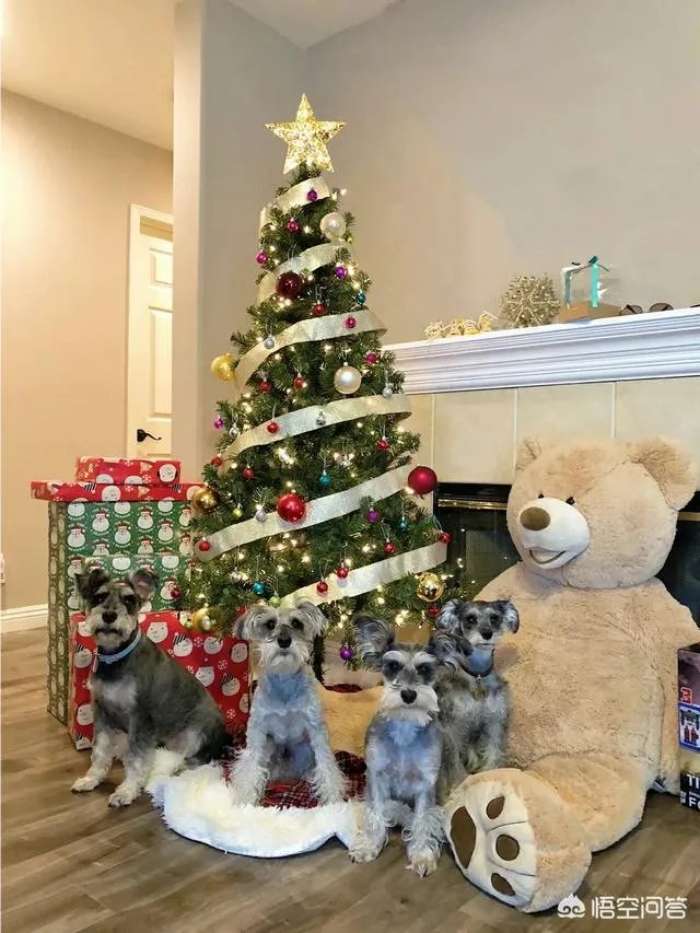 雪纳瑞犬的优缺点是什么？