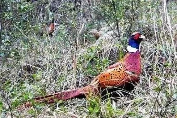 家鸡打得团团转