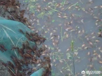 回家养殖龙虾可以吗?