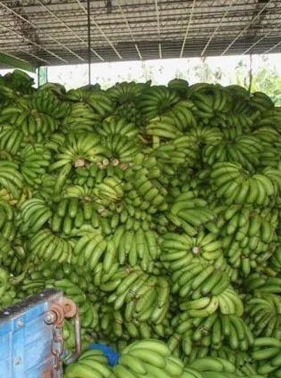 台湾香蕉新吃法是什么？