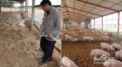 发酵床养猪制作方法图解
