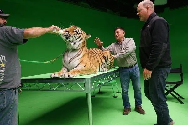 男子伸手进铁笼被老虎咬伤截肢，为啥驯兽师敢无视猛兽凶狠？