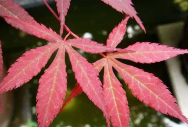 美国红枫树价格是多少？