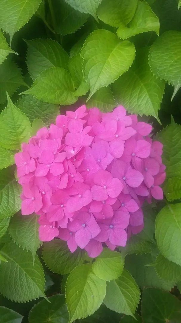 共享雨伞被清理，是怎么回事？