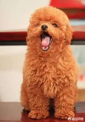 哪些犬种在原产国享有“国宝”的美誉？