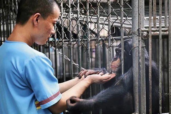 男子伸手进铁笼被老虎咬伤截肢，为啥驯兽师敢无视猛兽凶狠？