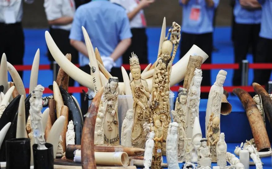 北京查获三千件非法象牙制品？