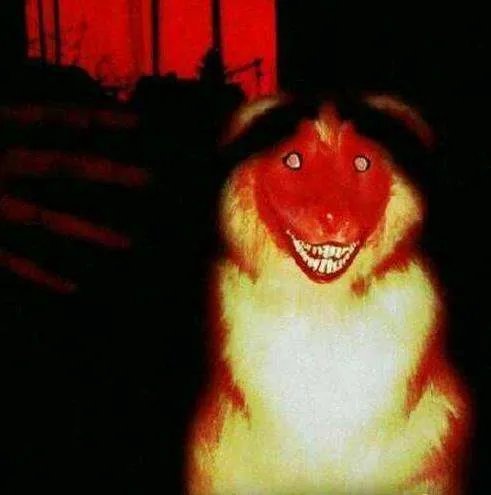 微笑狗的传说是真的吗，看了好害怕？