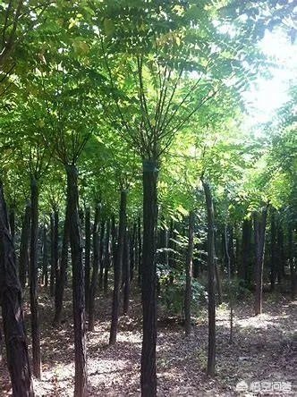 怎么在网上买到真苗木