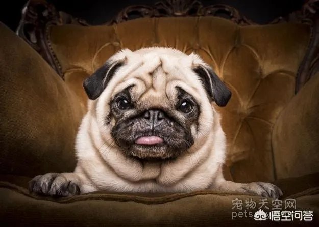 为什么养八哥犬的人那么少?