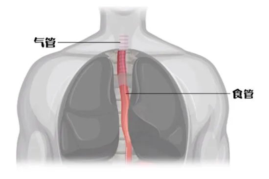 食管和气管的位置关系