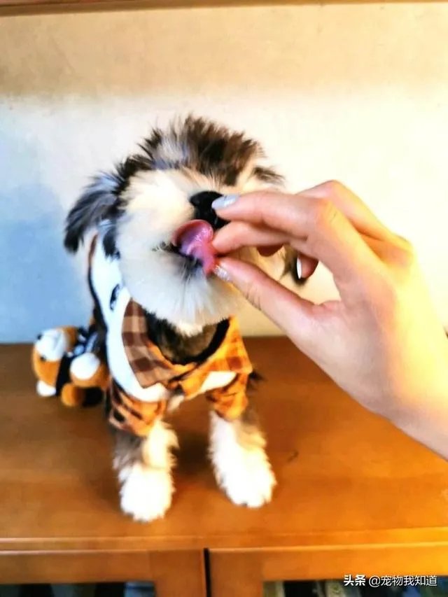 雪纳瑞犬的优缺点是什么？