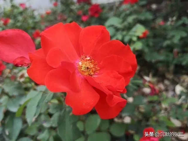 你认为现在年轻人结婚，该不该签婚前协议？