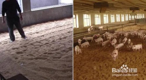 发酵床养猪制作方法图解