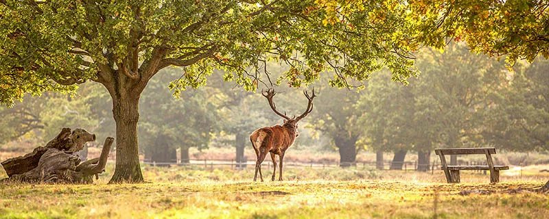 什么是哺乳动物