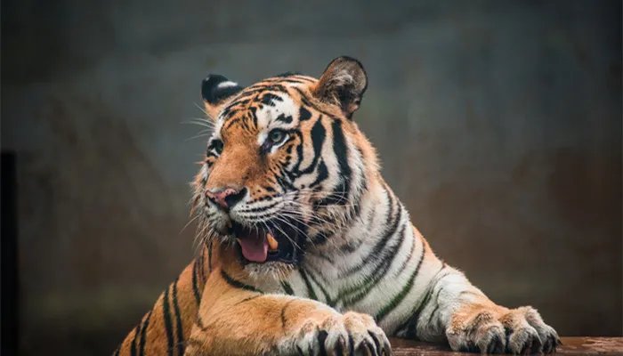 为什么要保护野生动物 保护野生动物有什么意义