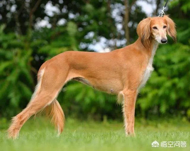 哪些犬种在原产国享有“国宝”的美誉？