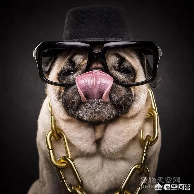 为什么养八哥犬的人那么少?