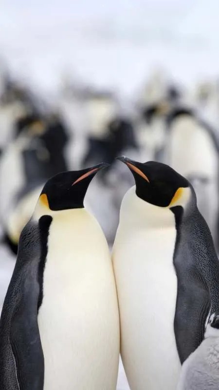 企鹅的翅膀是用来干什么的？