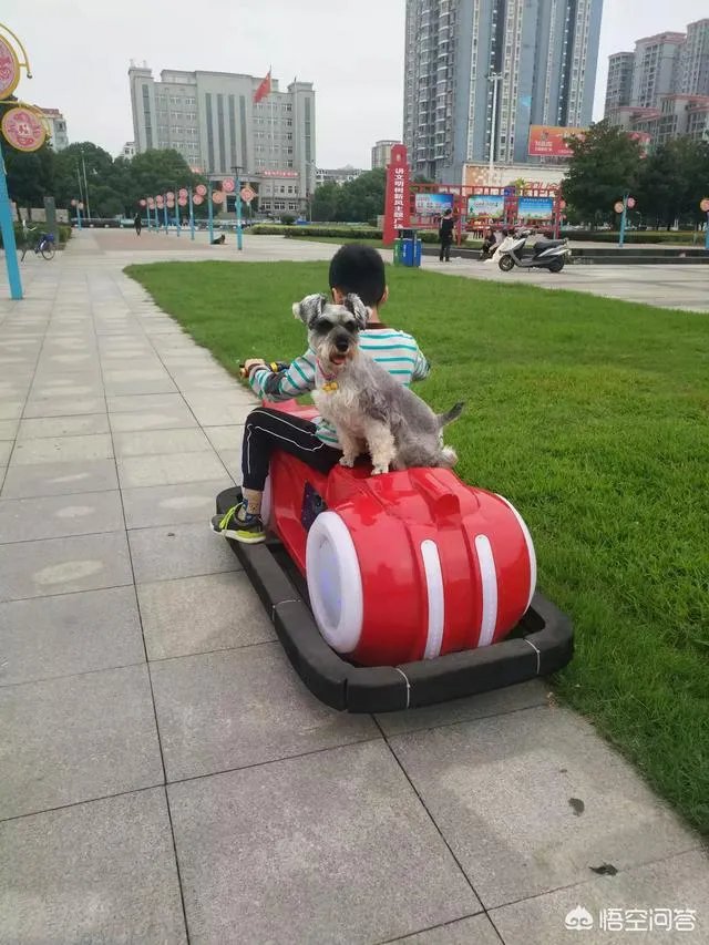 雪纳瑞犬的优缺点是什么？