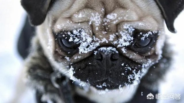 为什么养八哥犬的人那么少?