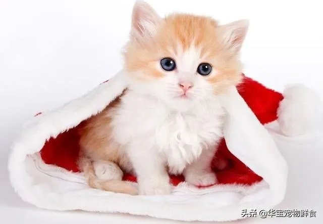 铲屎官被猫咪抓伤险丧命，被猫抓伤后有多严重，如何做到科学“撸猫”？